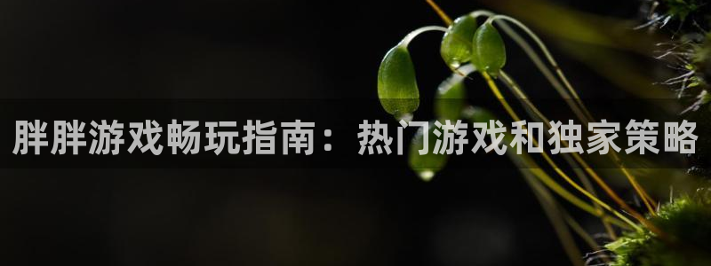 新城平台网址